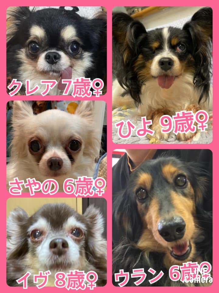 🐾今日の里親様募集中ワンコ🐶メンバーです🐾2021,3,14